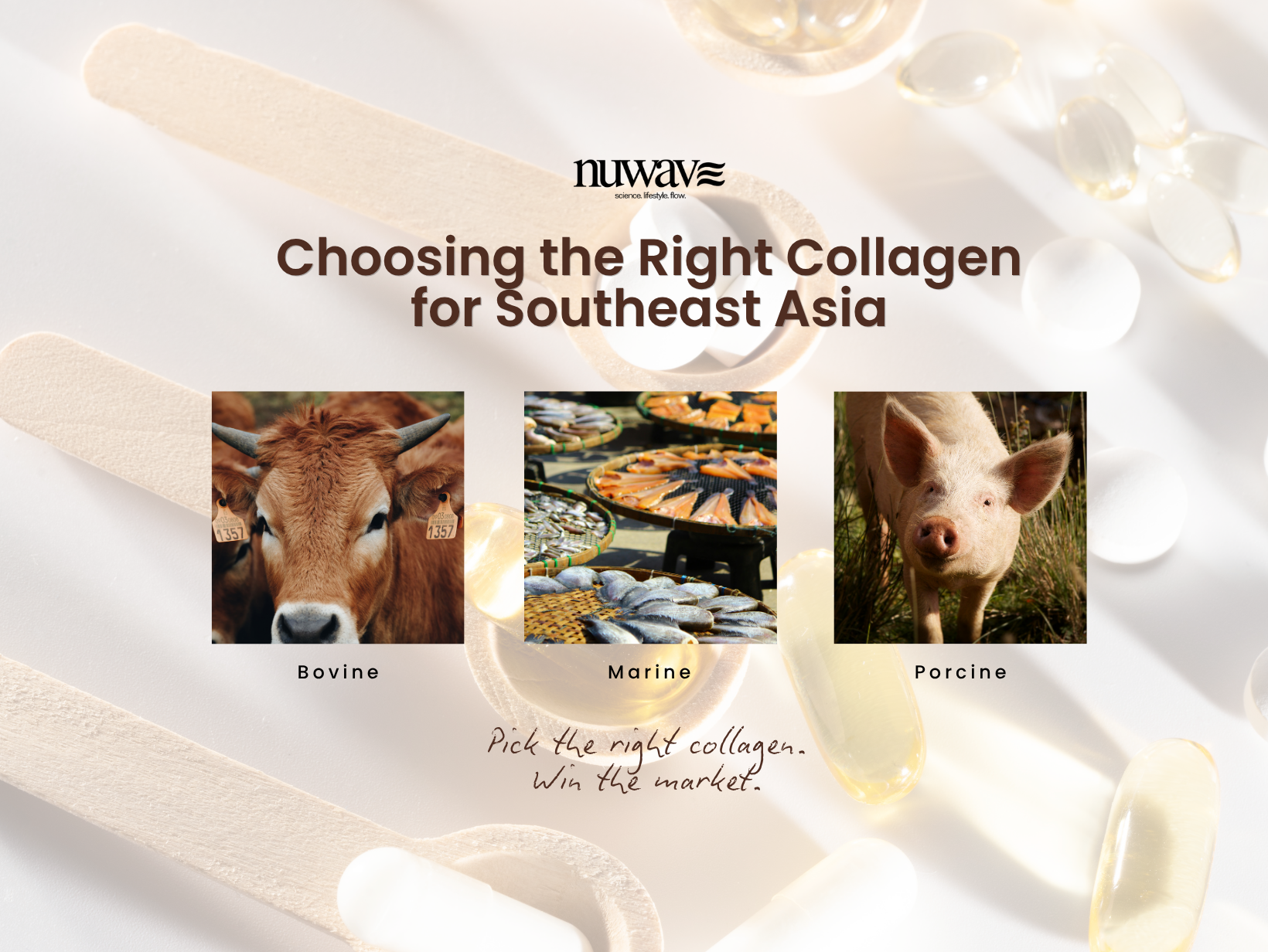How to Choose the Right Collagen for Your Supplement Brand in Southeast Asia (Marine vs Bovine vs Porcine)